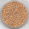 Is It Safe To Eat Barley During Pregnancy?
